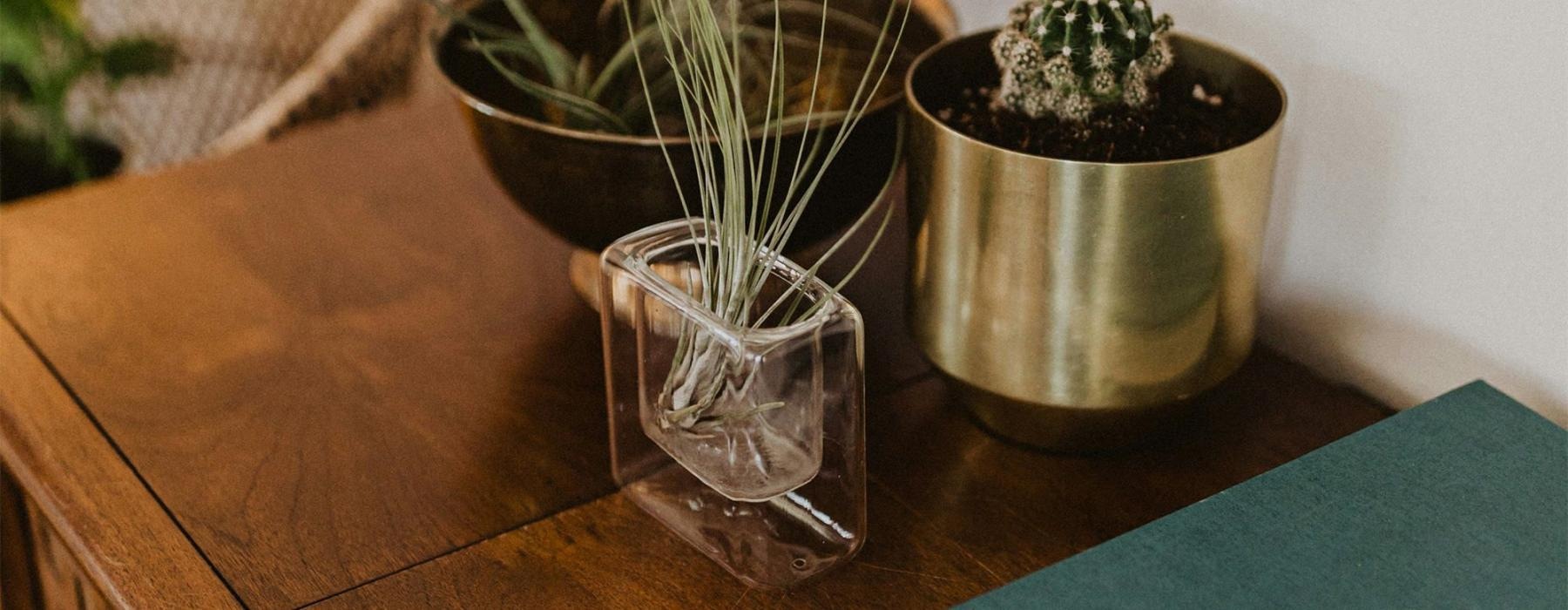 a plant in a pot on a dresser near a book