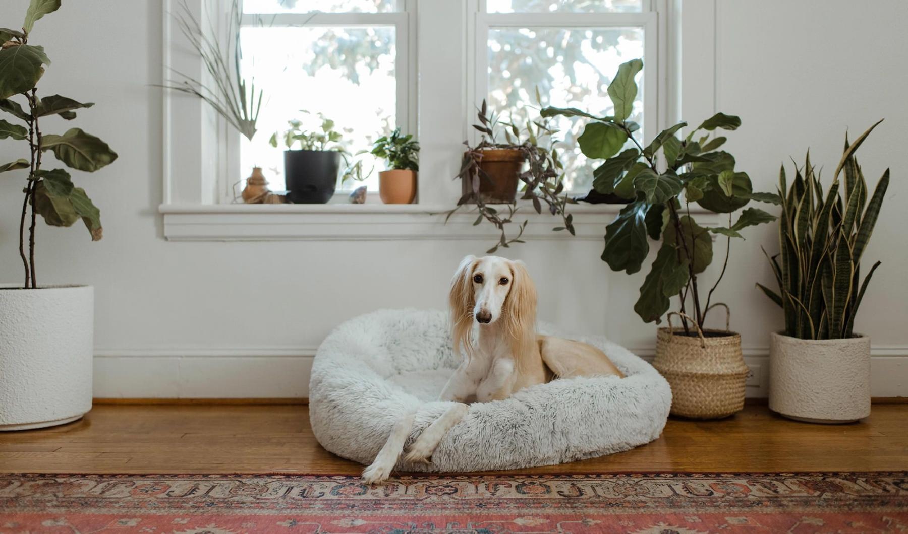 large dog sits in its bed under a windowsill full of potted plants